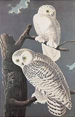 Print by John James Audubon available from Taylor Clark Gallery in Baton Rouge, Louisiana, March 2024, 031124