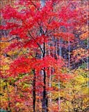 Artwork by Christopher Burkett represented by Valley Fine Art in Aspen