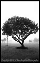 Photograph by Stephen Eyler, Mourning Bright. Art Medium:  B&W Photo on Canvas