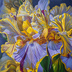 Painting of Iris Flower by Fiona Craig from Illinios