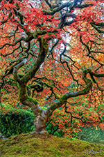 Photograph by Aaron Reed available directly from the artist, 090820