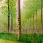 Photographs by Lynn Geesaman available from Tulla Booth Gallery in Sag Harbour, NY