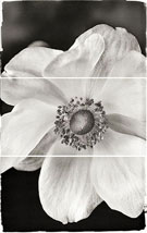 Photographs by Brigitte Carnochan available from Modernbook Gallery in San Francisco