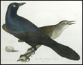 John James Audubon from Tam O'Neill Fine Art in Denver, Colorado