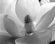 Photograph by Imogen Cunningham on exhibition at Seattle Art Museum in Seattle, WA, Nov 18 - February 6, 2022, 012622