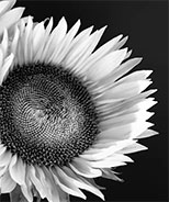 Photograph by William Dey, title Sunflower Supermodel available from Zatista.com, 010122