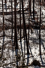 Photograph of trees by Jeff Baker on exhibition at Conduit Gallery in Dallas, May 21 - July 2, 2022, 052722