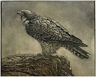 Hawk etching by Sheryl Steiger Young available from Gallery in the Woods in Brattleboro, Vermont, May 2022, 050822