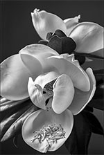 Black and White photograph, Magnolia by Lenny Foster available from Magpie in Taos, New Mexico, November 2022, 111222