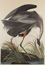 Print by John James Audubon available from Taylor Clark Gallery in Baton Rouge, Louisiana, 011623