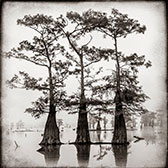 Photography by Keith Carter on exhibition at Photographs Do Not Bend Gallery in Dallas, through February 11, 2023, 010923