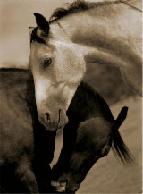 Toned black and white photograph of two horses by Michael Eastman available from William Shearburn Gallery in St. Louis, MO, 012823