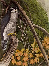 Hawk lithograph by Tony Angell available from Foster White Gallery in Seattle, WA, May 2023, 050423