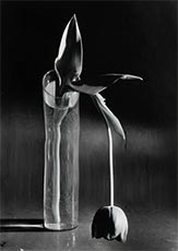 Melancholic Tulip, 1939, Black and white photograph by Andre Kertesz on exhibition at Petter Fetterman Gallery in Santa Monica, CA, June 17 - October 7, 2023, 062323