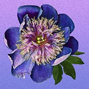 Flower painting by Carolyn Brown on exhibition at Craighead Green Gallery in Dallas, May 13 - July 8, 2023, 060223