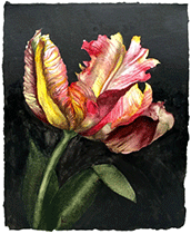 Watercolor flower painting by Mary Lyn Gough available from Guardino Gallery in Portland, Oregon, 103123