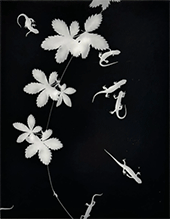 Black and white photogram by Zana Briski on exhibition at Robert Koch Gallery in San Francisco, through February 3, 2024, 110123