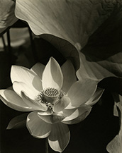 Photograph by Edward Steichen on exhibition at Howard Greenberg Gallery in NYC, June 20 - August 16, 2024, 062024