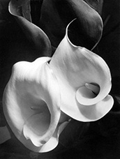 Calla Lilly photograph by Imogen Cunningham on exhibition at the Oklahoma City Museum of Art, in Oklahoma City, OK, March 9 - July 7, 2024, 052124