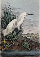  Snowy Heron, hand-colored lithograph by John James Audubon on exhibition at Davidson Galleries in Seattle, September 5 - November 2, 2024, 091124