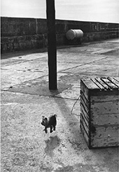 Black and white photograph of dog by Elliott Erwitt on exhibition at Petter Fetterman Gallery in Santa Monica, CA, December 7 - March 1, 2025, 112924