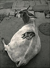 Black and white photograph of dog and cow by Pentti Sammallahti on exhibition at Petter Fetterman Gallery in Santa Monica, CA, December 7 - March 1, 2025, 112924