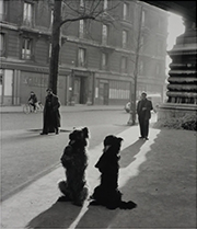 Black and white photograph of two dogs by Robert Doisneau on exhibition at Petter Fetterman Gallery in Santa Monica, CA, December 7 - March 1, 2025, 112924