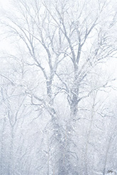 Winter tree photograph by Matt Payne available directly from the artist in Colorado, January 2025, 010425