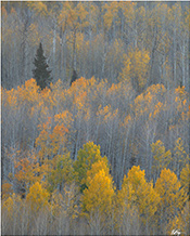 Fall trees color photograph by Matt Payne available directly from the artist in Colorado, January 2025, 010425