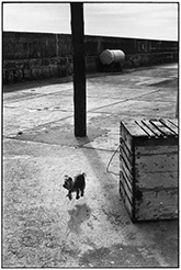 Photograph by Elliott Erwitt on exhibition at Staley Wise Gallery in New York, May 15 - August 2, 2025, 041125