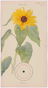 Drawing by Hilma af Klint on exhibition at Museum of Modern Art -MoMA in New York, through September 27, 2025, 080825
