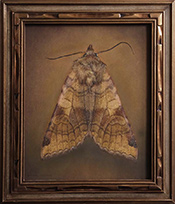Beautiful moth photograpphy by Kate Breakey on exhibition at Catherine Couturier Gallery in Houston, June 28 - August 30, 2025, 071725