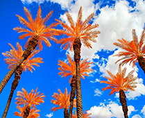 Color photograph by Osceola Refetoff on exhibition at Von Lintel Gallery in Santa Monica, CA, April 26 - June 7, 2025, 042825