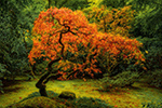 Color landscape photograph by John Harrison artist working in California, 090525