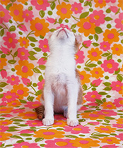 Color Kitten photograph by Arne Svenson on exhibition at Robert Klein Gallery in Boston, MA, December 6 - January 31, 2026, 111725