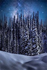Daniel Forster night trees and stars color photograph available directly from the artist in Colorado January 2026 011526