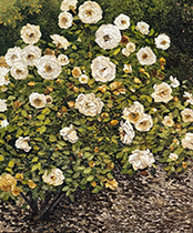 Emily Persson painting in solo exhibition at Grenning Gallery in Sag Harbor New York May 2 to 26 2026
