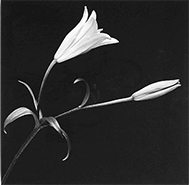 Robert Mapplethorpe photograph in Pivot Notes at Baldwin Gallery in Aspen Colorado June 19 to July 19 2026