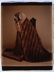 William Wegman photograph in 60 Seconds Polaroids from the Collection at Norton Museum of Art in West Palm Beach Florida through August 16 2026