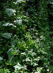 Nicole White photograph in An Unending Path at Chung 24 Gallery in San Francisco California August 12 to September 26 2026